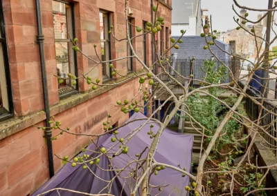 dans Renfrew Street on découvre un arbre sans feuille mais avec de gros fruits !